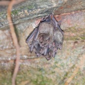 Grappe de chauve-souris chauve souris