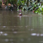 Loutre géante Guyane.