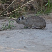 Cochon d'inde sauvage
