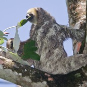 Paresseux à trois doigts (Bradypus tridactylus), Paresseux à gorge claire, Mouton paresseux ou Aï. Mère et son bébé. Sentier du Rorota. Guyane.  En train de manger des feuilles de bois canon.