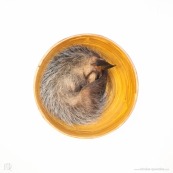 Didelphis marsupialis . Pian Guyane Jeune bébé pian endormi dans un bol avec des croquettes pour chat. Animal vivant. Marsupial opossum.