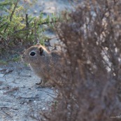 Microcavia australis. Famille : Caviidae. Famille proche parent du cochon d'inde domestique. A l'état sauvage en Amérique du sud. Vue de profil, mangeant de l'herbe.