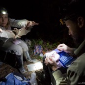 Biologistes étudiant les chauve-souris tropicales