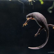 Triton alpestre Classe : Amphibia Ordre : Urodela EspËce : Ichthyosaura alpestris Sexe : Femelle Triton alpestre vue de dos, juste sous la surface de l'eau, en phase aquatique.