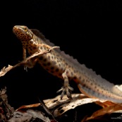 Triton ponctuÈ Classe : Amphibia Ordre : Urodela EspËce : Triturus vulgaris Sexe : Male Phase aquatique, vu de trois quart avant.
