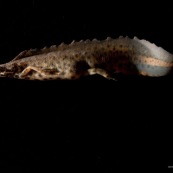 Triton ponctuÈ Classe : Amphibia Ordre : Urodela EspËce : Triturus vulgaris Sexe : Male Phase aquatique, vu de profil en train de nager en ondulant sa queue, fond noir.