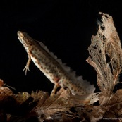 Triton ponctuÈ Classe : Amphibia Ordre : Urodela EspËce : Triturus vulgaris Sexe : Male Phase aquatique, vu de profil.