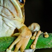 Grenouille arboricole