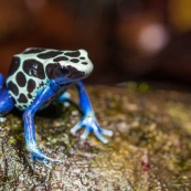 Dendrobates tinctorius