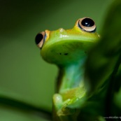 Hypsiboas cineracens