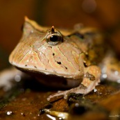 Ceratophrys cornuta. Crapaud à cornes.