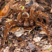 Theraphosa blondi