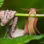Espèce de limace.