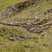 DÈpart de la bergËre avec son troupeau de brebis en montagne dans les Alpes, avec sa canne et son sac ‡ dos, pour la journÈe loin de la cabane de berger.