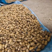Cacahouettes en Bolivie.