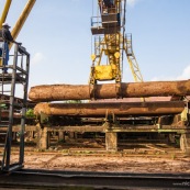 Scierie en Guyane. Bois massif. Grumes, troncs.