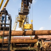 Scierie en Guyane. Bois massif. Grumes, troncs.