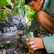 Au sein du parc Amboro, du pétrole  affleure directement en surface. Il est utilisé par les populations locales, qui n'ont pas l'électricité, pour s'eclairer a l'aide de lampes à pétrole improvisees. Ils font donc plusieurs heures de marche pour aler collecter directement ce pétrole arrivant en surface, et polluant naturellement la rivière... Bolivie.