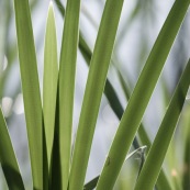 Feuille herbe évantail