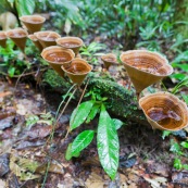 Champignon verre d'eau coupe sur un tronc