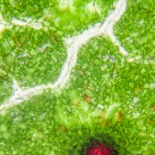 Gossypium microscope