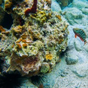 Fonds sous-marin de Guadeloupe. Poissons. Vue sous-marine. Sous l'eau. Plongee. Snorkeling. Coraux. Oursins.