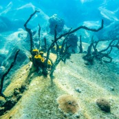 Fonds sous-marin de Guadeloupe. Poissons. Vue sous-marine. Sous l'eau. Plongee. Snorkeling. Corail. Coraux.