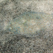 Fonds sous-marin de Guadeloupe. Poissons. Vue sous-marine. Sous l'eau. Plongee. Snorkeling. Poisson plat. Sole tropicale. Bothus lunatus.