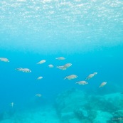 Fonds sous-marin de Guadeloupe. Poissons. Vue sous-marine. Sous l'eau. Plongee. Snorkeling. En surface.