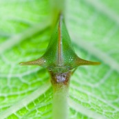 Maitre Yoda. Insecte à cornes.