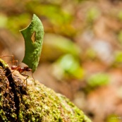 Fourmis coupeuses de feuilles ou fourmis champignonnistes en cours de transport de morceaux de feuilles. Les fourmis champignonnistes utilisent ces morceaux de feuilles pour cultiver un champignon dans le nid, car elles se nourissent de son mycelium. Fourmis transportant des morceaux de feuilles d'arbre, vue de profil. Forme de coeur en découpe sur la feuille.