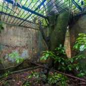 Guyane. Iles du salut. Sur l'ile saint joseph. Dans le bagne, cellules prison, nature ayant repris ses droits.
