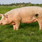 Cochon domestique. Porc. Gouine. 

Classe : MammifËre
EspËce : Sus scrofa domesticus

Vue de profil, femelle, rose avec des taches noires.