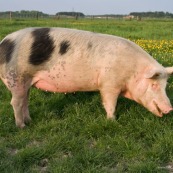 Cochon domestique. Porc. Gouine. 

Classe : MammifËre
EspËce : Sus scrofa domesticus

Vue de profil, femelle, rose avec des taches noires.