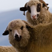 Moutons roumains avec une Èpaisse laine, en montagne.