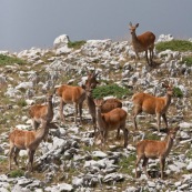 Troupeau de faons (cerf Èlaphe), sauvages, dans le Parc National des Abruzzes, Italie (Parco Nationale díAbruzzo, Lazio e Molise).

Huit individus visibles en montagne, arrivant d'un sommet visible en arriËre plan.

Classe : Mammalia
Ordre : Artiodactyla
Famille : Cervidae
EspËce : Cervus elaphus
