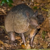 Armadillo