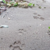 Sur les traces du Puma