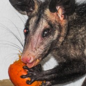 Pian qui tire la langue. Opposum. Marsupial. En train de manger une graine. Borgne.