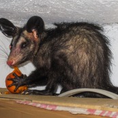Pian qui tire la langue. Opposum. Marsupial. En train de manger une graine. Borgne.