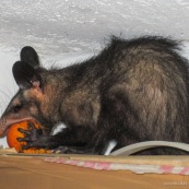 Pian qui tire la langue. Opposum. Marsupial. En train de manger une graine. Borgne.