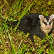 Didelphis albiventris