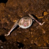 Chauve-souris vampire