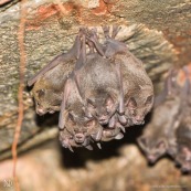 Grappe de chauve-souris chauve souris