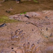 Trace d'animaux