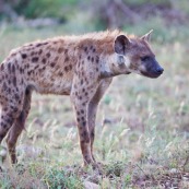 Hyène Afrique du Sud