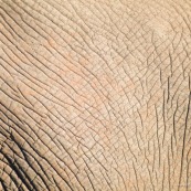 Peau elephant Afrique du sud