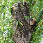Paresseux à trois doigts (Bradypus tridactylus), Paresseux à gorge claire, Mouton paresseux ou Aï. A cacao en Guyane française, sur des bambous, en accouplement (coït).