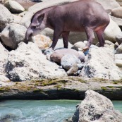 Tapir