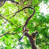 Lianes Guyane française. Forêt. Singe écrureuil. Saimiri sciureus. Ilet la mère.